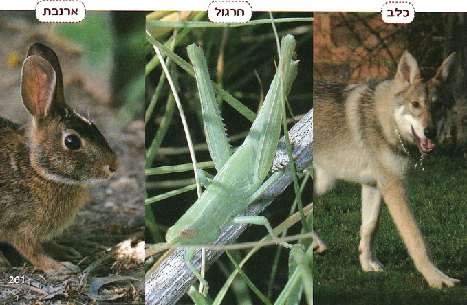 (בספר שלוש תמונות:) כלב, חרגול, ארנבת.